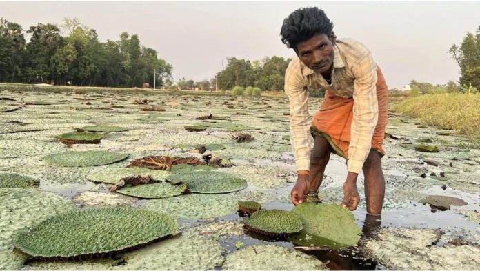 Makhana industry Bihar