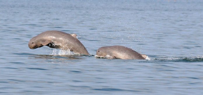 Odisha dolphin census