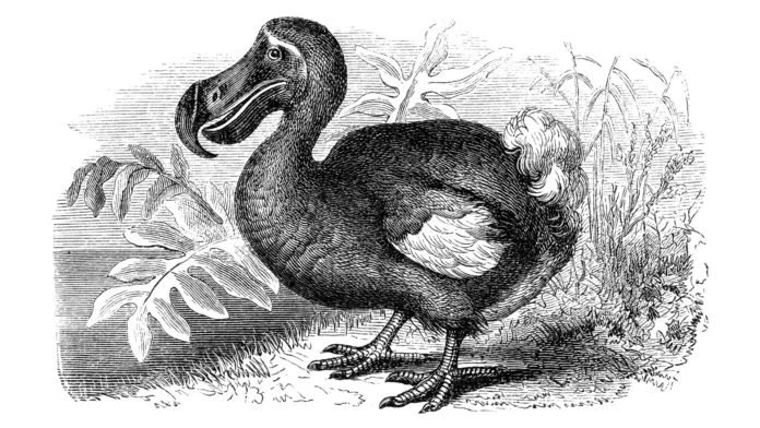 Dodo bird
